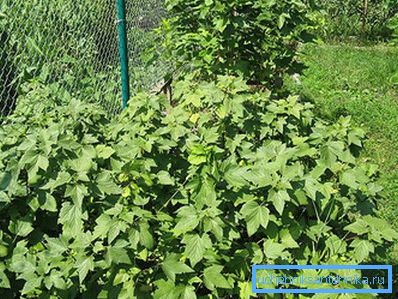 1223 Svart currant