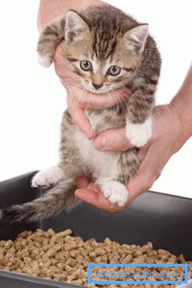 Gjør så forsiktig som mulig, ikke skremme og straffe kattungen i nærheten av toalettet.