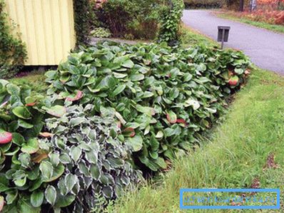 1207 Bruk av planter