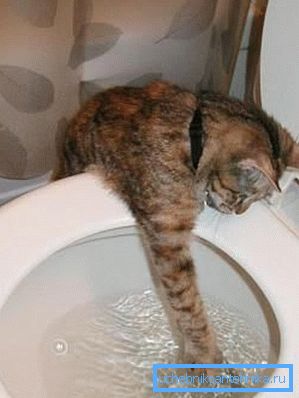 Noen katter er fascinert ved å drenere vann. Noen katter er fascinert ved å drenere vann.