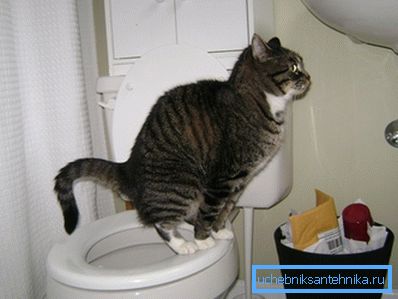 Vi fjerner imitasjonen og beundrer den lærde katten.
